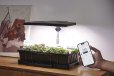 LetPot SS-Pro Smart Seed Starter Kit with App Control (Black)
